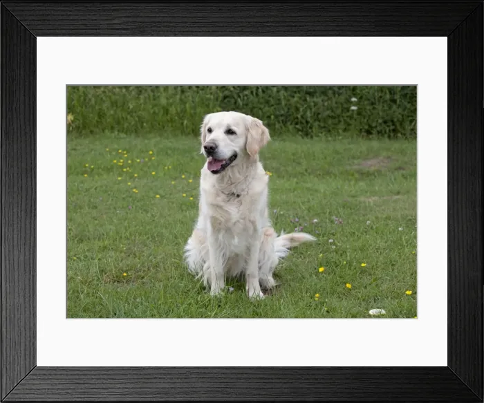 Framed Print : Dog - Golden Retriever - sitting with mouth open - Cheltenham - UK Framed Print : Dog - Golden Retriever - sitting with mouth open - Cheltenham - UK