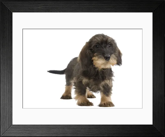Framed Print : Wire-haired Dachshund  /  Teckel - puppy in studio Also know as Doxie  /  Doxies in the US