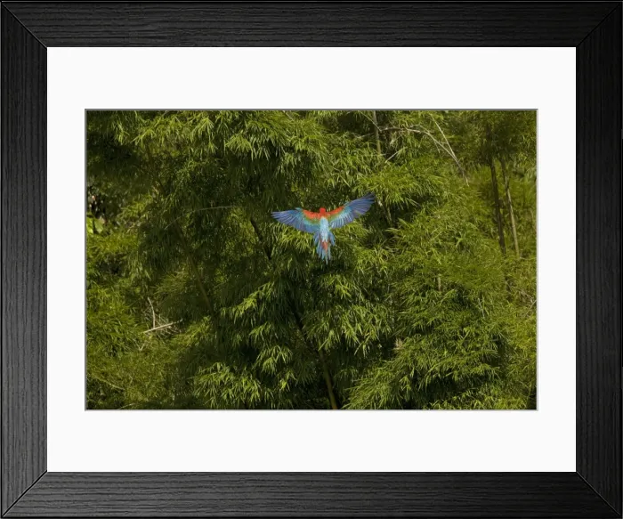 Framed Print : Scarlet Macaw - in flight over forest. Manu National Park - Peru Framed Print : Scarlet Macaw - in flight over forest. Manu National Park - Peru