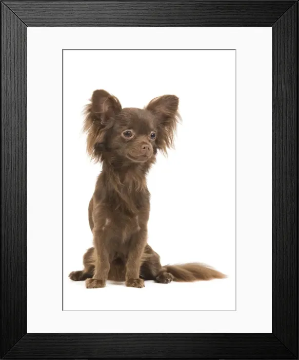 Framed Print : Dog - Long-haired Chihuahua in studio Framed Print : Dog - Long-haired Chihuahua in studio