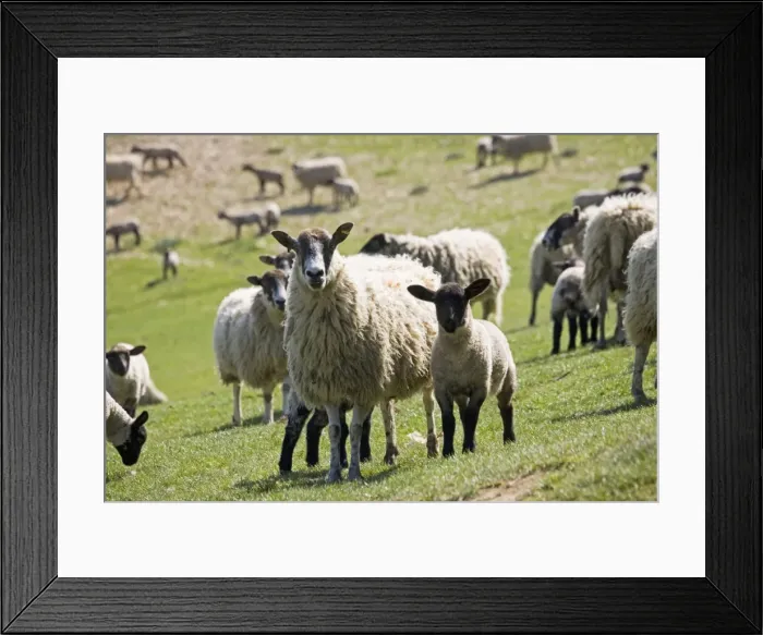 Framed Print : sheep - Masham ewe with lambs on fresh pasture. Cotswolds - UK Framed Print : sheep - Masham ewe with lambs on fresh pasture. Cotswolds - UK