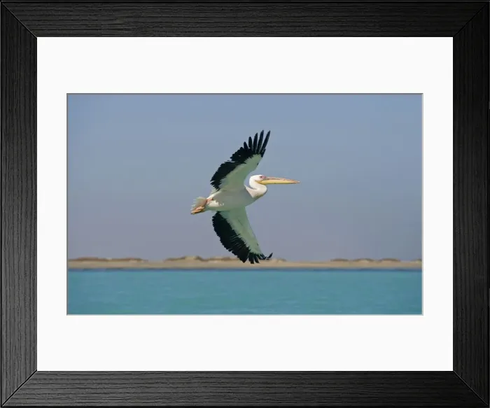 Framed Print : Great White Pelican - in flight over the ocean - with the beach in the background - Atlantic Ocean - Namibia - Africa Framed Print : Great White Pelican - in flight over the ocean - with the beach in the background - Atlantic Ocean - Namibia - Africa