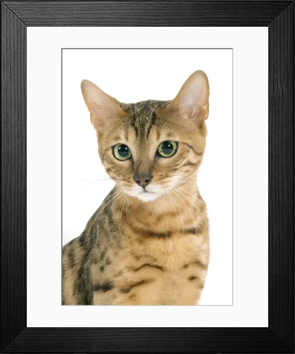 Framed Print : Cat - Bengal brown spotted tabby in studio Framed Print : Cat - Bengal brown spotted tabby in studio