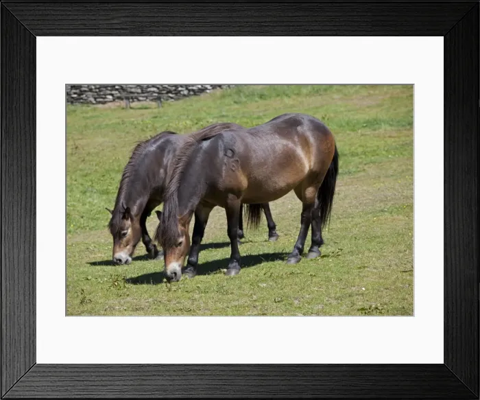 Framed Print : Two Exmoor ponies grazing Valley of the Rocks Exmoor North Devon UK Framed Print : Two Exmoor ponies grazing Valley of the Rocks Exmoor North Devon UK