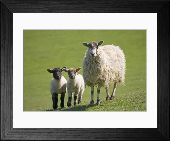 Framed Print : sheep - Masham ewe with young lambs on fresh pasture. Cotswolds - UK Framed Print : sheep - Masham ewe with young lambs on fresh pasture. Cotswolds - UK