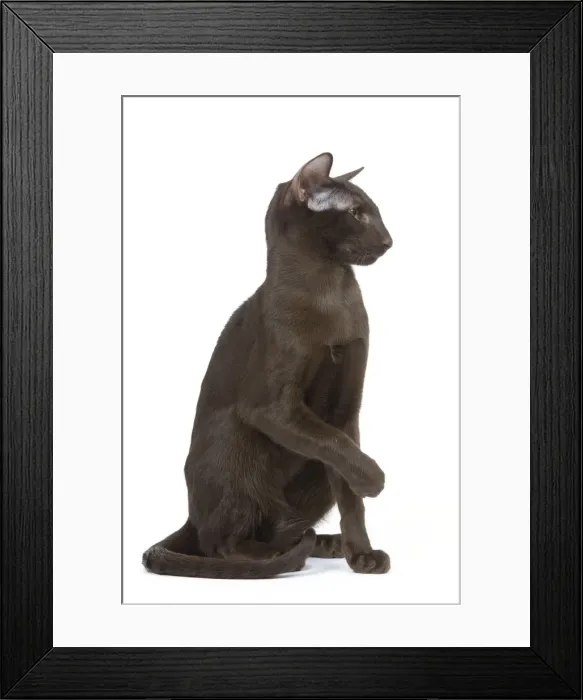 Framed Print : Cat - Oriental chocolate Framed Print : Cat - Oriental chocolate