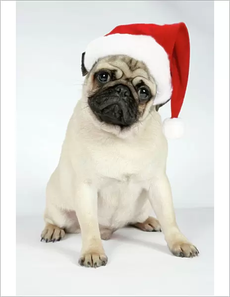 DOG. Fawn pug - wearing Christmas hat Digital Manipulation: Hat JD