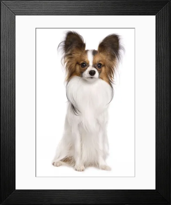 Framed Print : Dog - Papillon Framed Print : Dog - Papillon