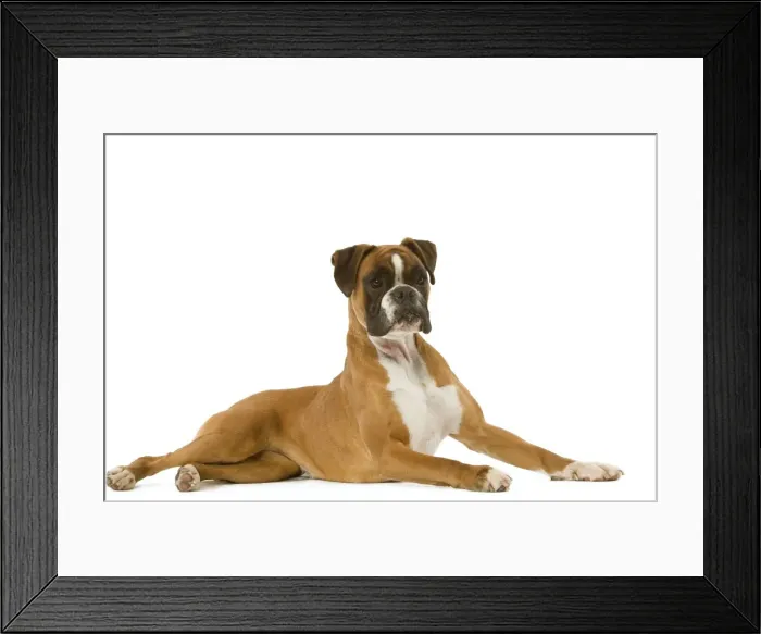 Framed Print : Dog - Boxer - lying down Framed Print : Dog - Boxer - lying down
