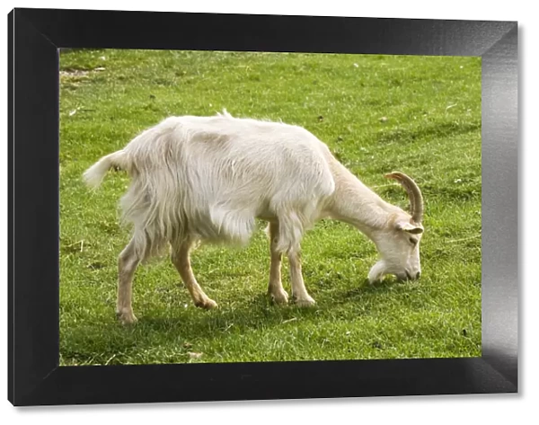 White Billy goat grazing Rare Breed Trust Cotswold Farm Park UK