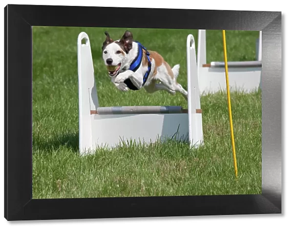Dog - jumping at dog agility event - Gotherington Show - UK