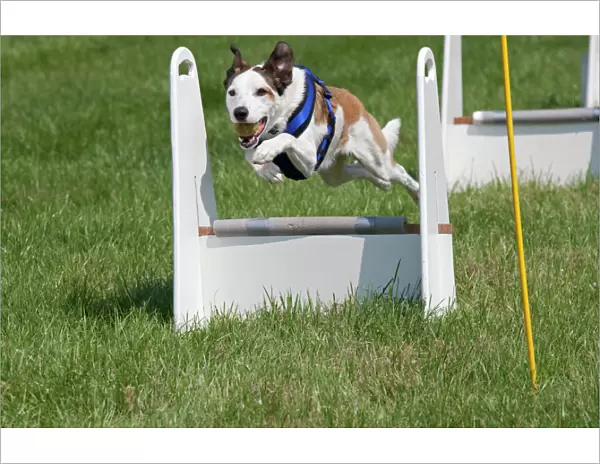 Dog - jumping at dog agility event - Gotherington Show - UK