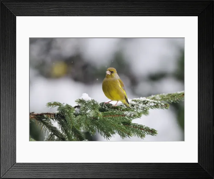 Framed Print : BIRD. Greenfinch Framed Print : BIRD. Greenfinch