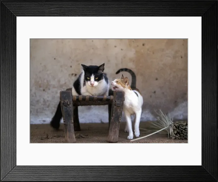 Framed Print : Cats - on the Island of Lamu - Kenya - Indian Ocean Framed Print : Cats - on the Island of Lamu - Kenya - Indian Ocean