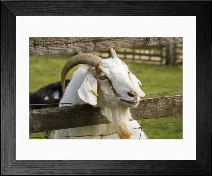 Framed Print : Head of Billy goat peering through fence. Rare Breed Trust Cotswold Farm Park Framed Print : Head of Billy goat peering through fence. Rare Breed Trust Cotswold Farm Park