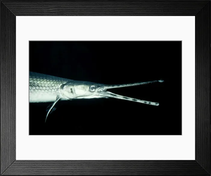 Framed Print : Longnose Gar - Mississippi river basin - USA Framed Print : Longnose Gar - Mississippi river basin - USA
