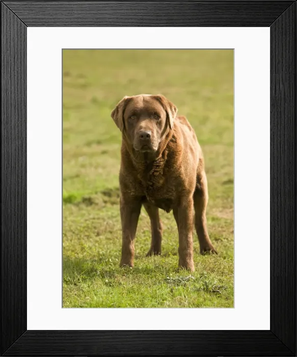 Framed Print : Dog - Chocolate Labrador Framed Print : Dog - Chocolate Labrador