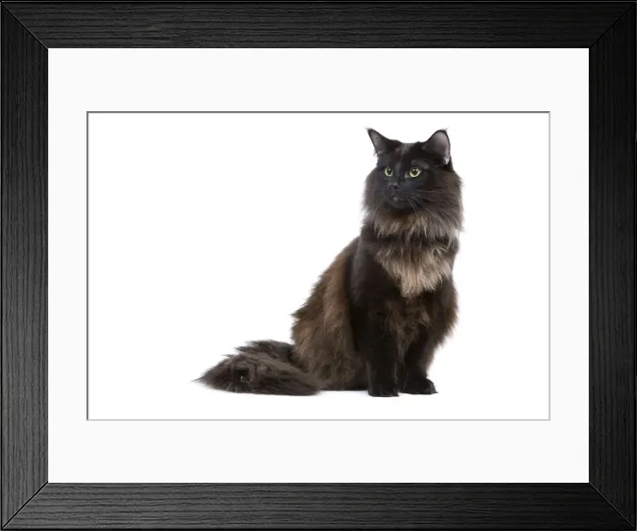 Framed Print : Black Norwegian Forest Cat - in studio Framed Print : Black Norwegian Forest Cat - in studio