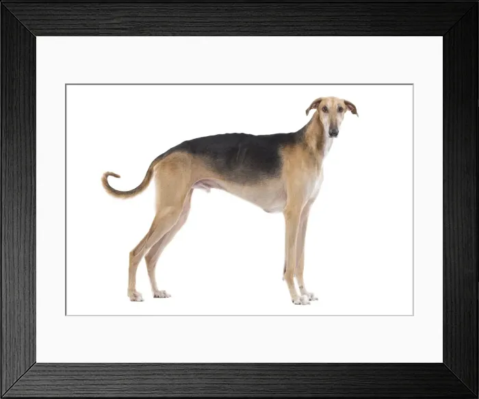 Framed Print : Dog - Polish Greyhound