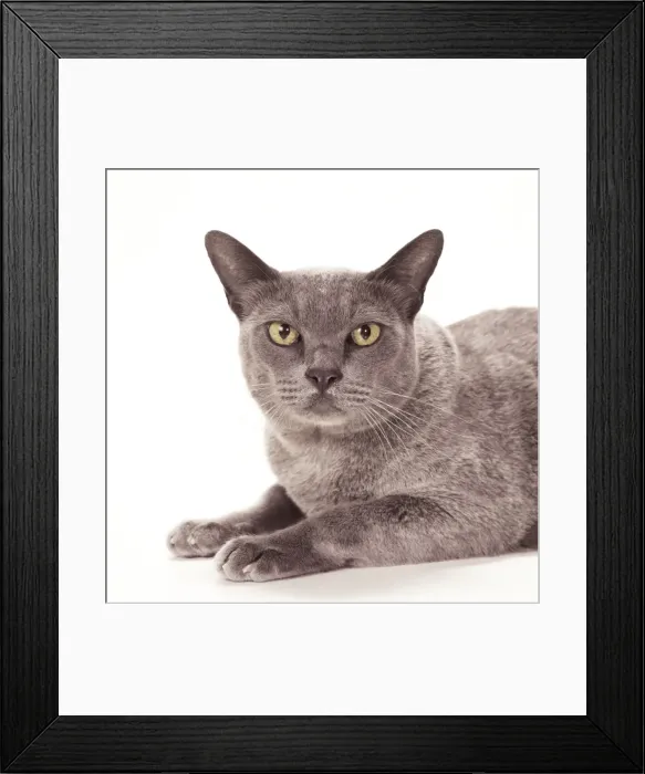 Framed Print : Cat JD 14834 Burmese - Blue © John Daniels / ARDEA LONDON Framed Print : Cat JD 14834 Burmese - Blue © John Daniels / ARDEA LONDON