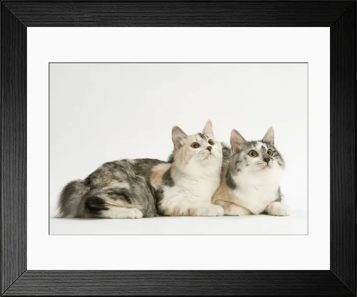 Framed Print : Cat - Kurilian bobtail tortie & white in studio