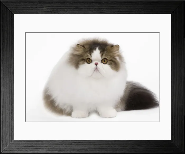 Framed Print : Cat - Persian Harlequin - brown mackerel tabby in studio Framed Print : Cat - Persian Harlequin - brown mackerel tabby in studio