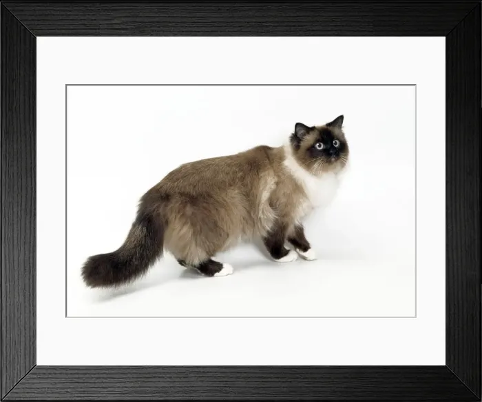 Framed Print : Cat - Birman in studio Framed Print : Cat - Birman in studio