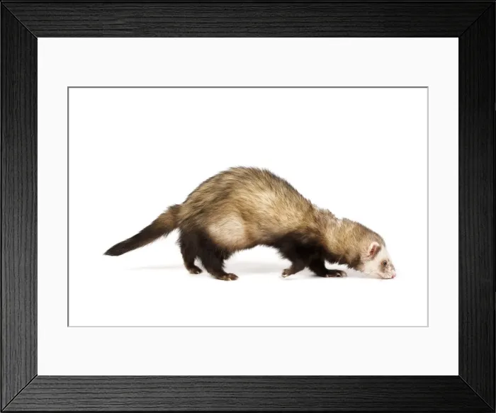 Framed Print : Ferret - sable colouring in studio Framed Print : Ferret - sable colouring in studio