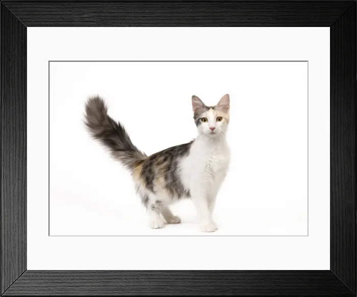 Framed Print : Cat - Turkish Angora - Blacksilver mackerel tortie tabby and white Framed Print : Cat - Turkish Angora - Blacksilver mackerel tortie tabby and white