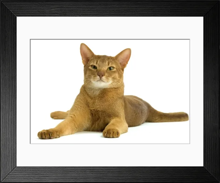 Framed Print : Cat - Abyssinian - red - in studio Framed Print : Cat - Abyssinian - red - in studio