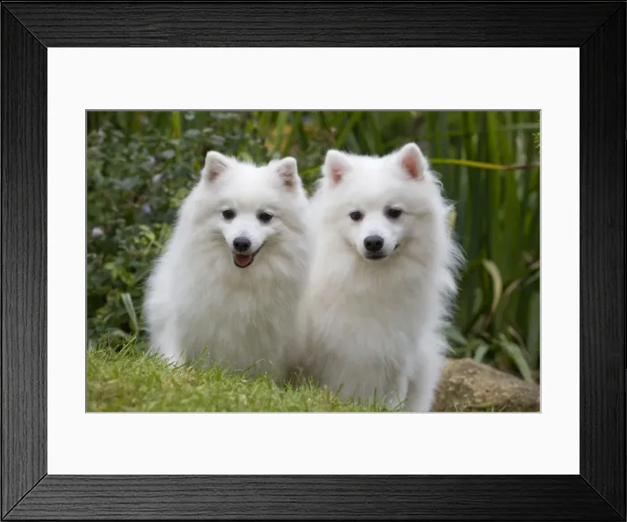 Framed Print : Dog - Japanese Spitz Framed Print : Dog - Japanese Spitz