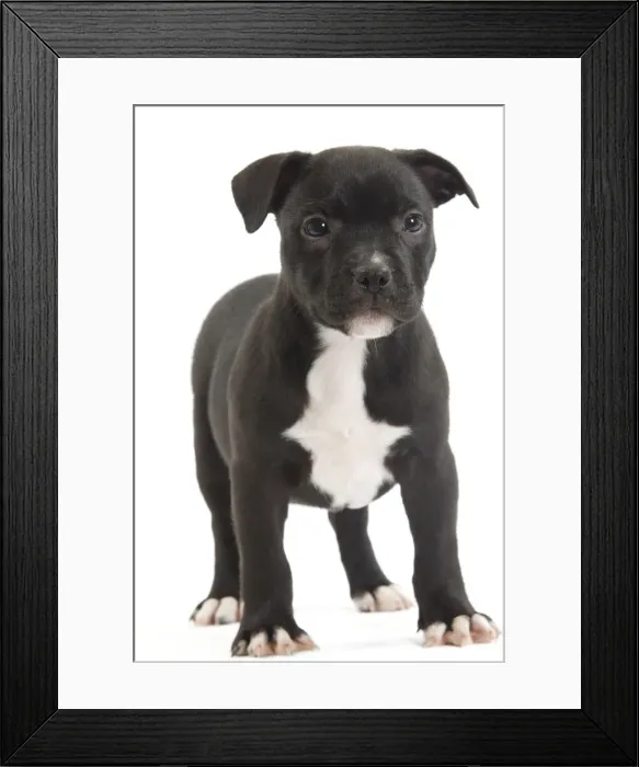 Framed Print : Dog - Staffordshire Bull Terrier - puppy Framed Print : Dog - Staffordshire Bull Terrier - puppy