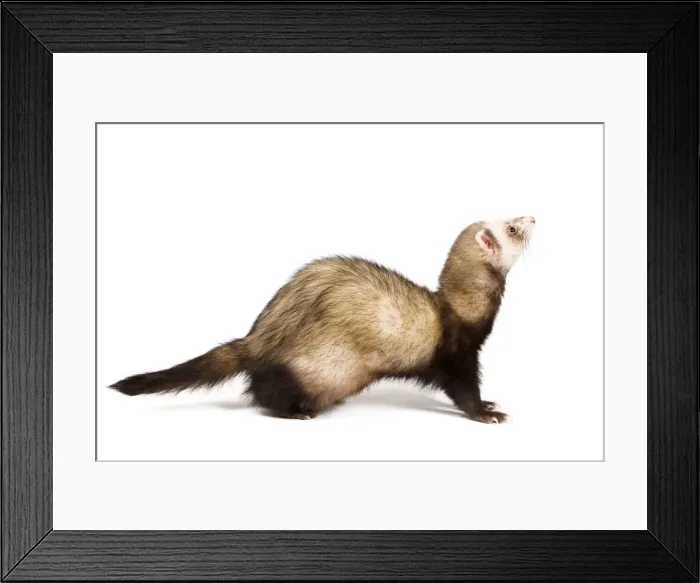 Framed Print : Ferret - sable colouring in studio Framed Print : Ferret - sable colouring in studio