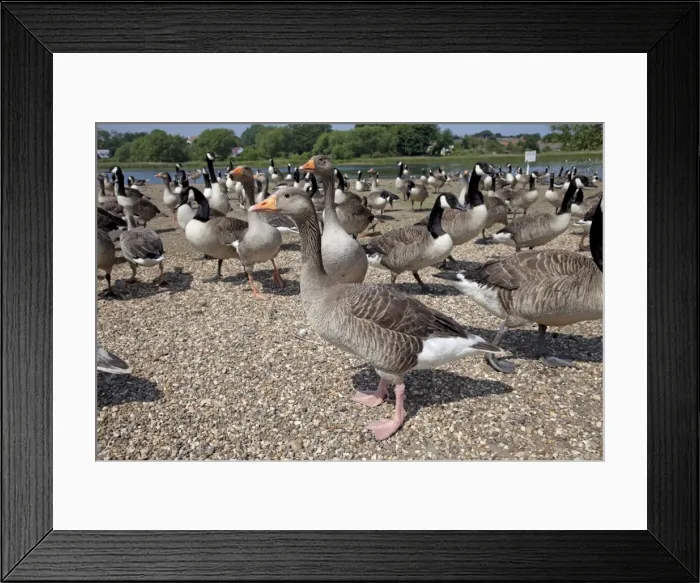 Framed Print : Greylag and Canada Geese (Branta canadensis) - Hornsea Mere a glacial relict lake East Riding of Yorkshire Framed Print : Greylag and Canada Geese (Branta canadensis) - Hornsea Mere a glacial relict lake East Riding of Yorkshire