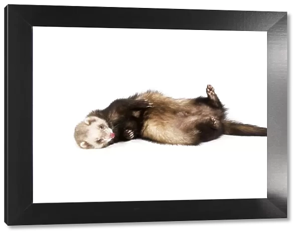 Ferret - sable colouring in studio lying on back