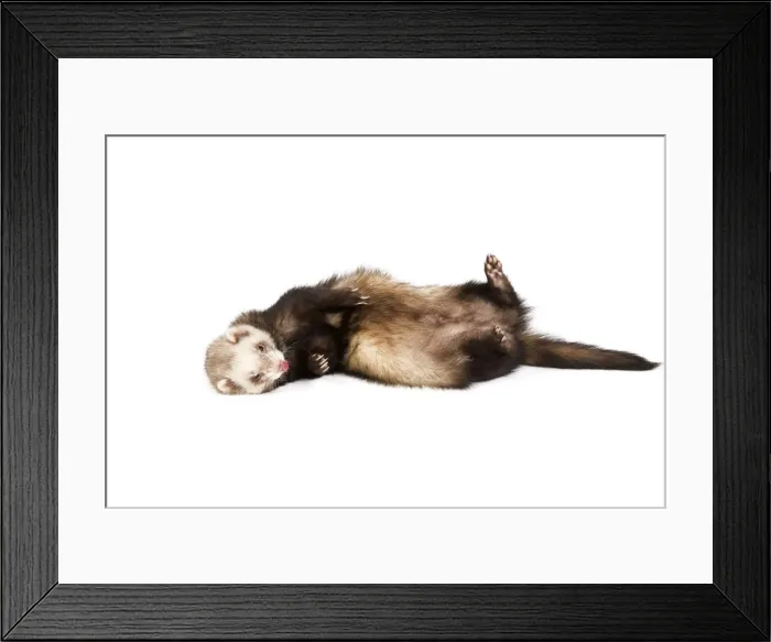 Framed Print : Ferret - sable colouring in studio lying on back Framed Print : Ferret - sable colouring in studio lying on back