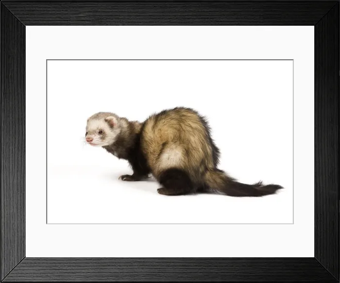 Framed Print : Ferret - sable colouring in studio Framed Print : Ferret - sable colouring in studio