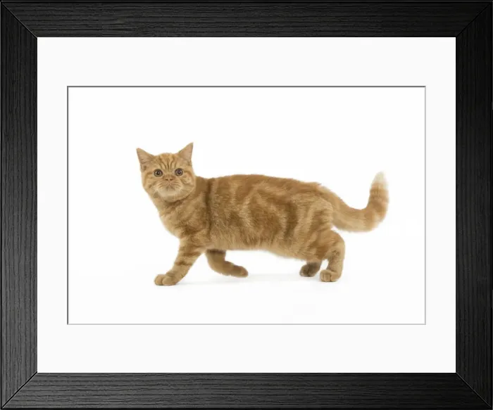 Framed Print : Cat - ginger British shorthair in studio Framed Print : Cat - ginger British shorthair in studio
