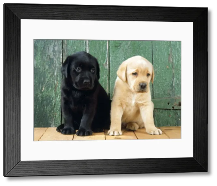 Framed Print : Black & Yellow Labradors - puppies sitting by barn door