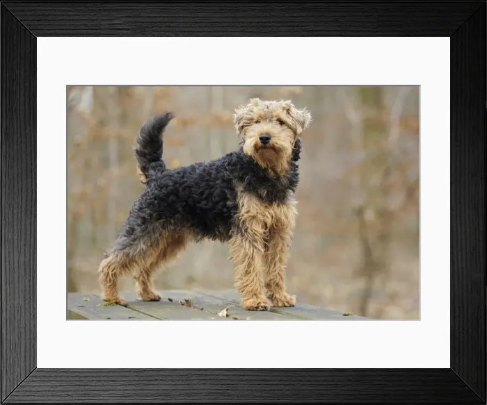 Framed Print : Welsh Terrier Framed Print : Welsh Terrier