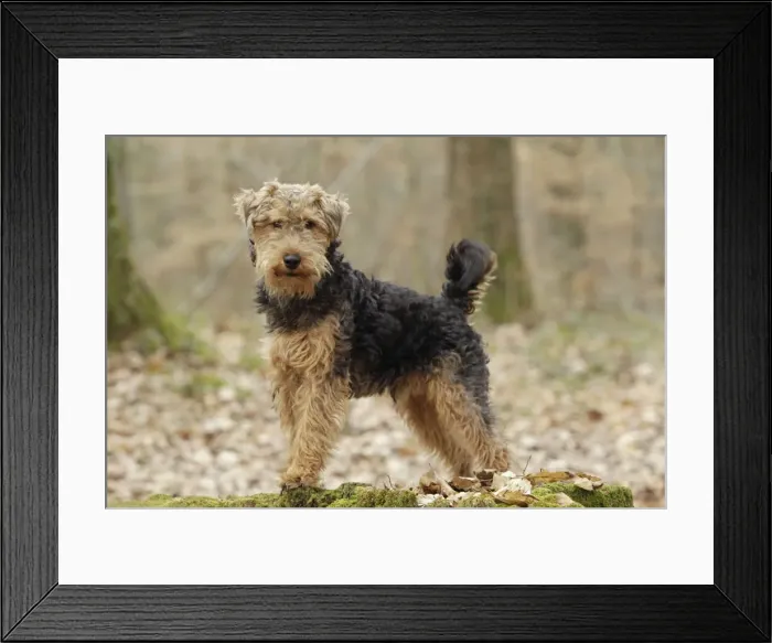 Framed Print : Welsh Terrier Framed Print : Welsh Terrier