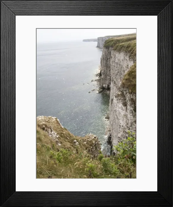 Framed Print : Nesting gannets and other seabirds Bempton Cliffs RSPB Nature Reserve Flamborough Head East Riding of Yorkshire UK Framed Print : Nesting gannets and other seabirds Bempton Cliffs RSPB Nature Reserve Flamborough Head East Riding of Yorkshire UK