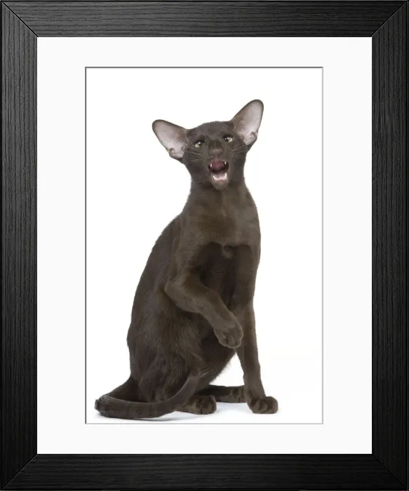 Framed Print : Cat - Oriental chocolate miaowing Framed Print : Cat - Oriental chocolate miaowing