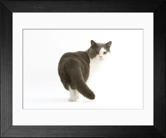 Framed Print : Cat - British shorthair bicolor white and blue Framed Print : Cat - British shorthair bicolor white and blue