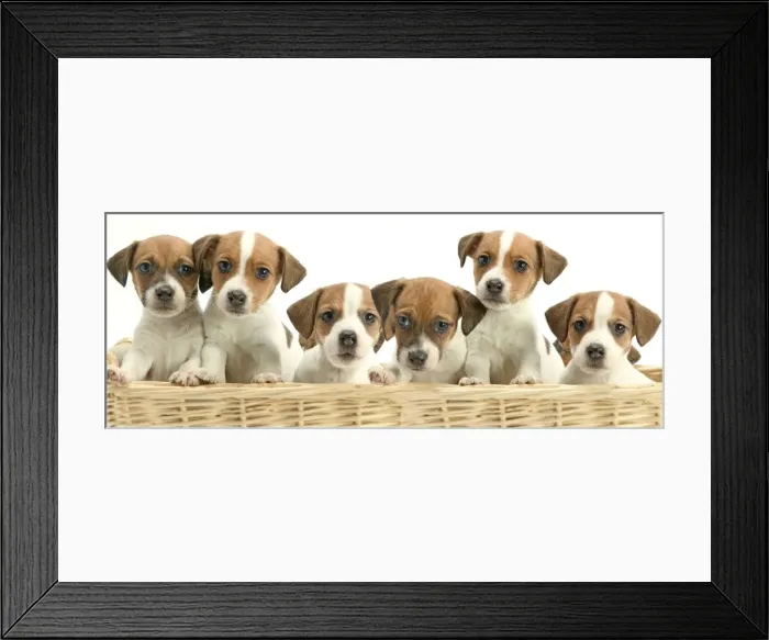 Framed Print : Dog - line of puppies in basket Framed Print : Dog - line of puppies in basket