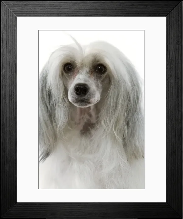 Framed Print : Chinese Crested Dog Framed Print : Chinese Crested Dog