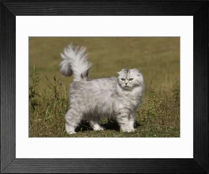 Framed Print : Cat - Highland Fold Framed Print : Cat - Highland Fold