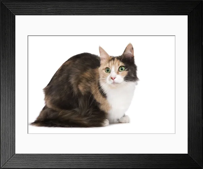 Framed Print : Cat - Turkish Angora - Blue cream & white Framed Print : Cat - Turkish Angora - Blue cream & white