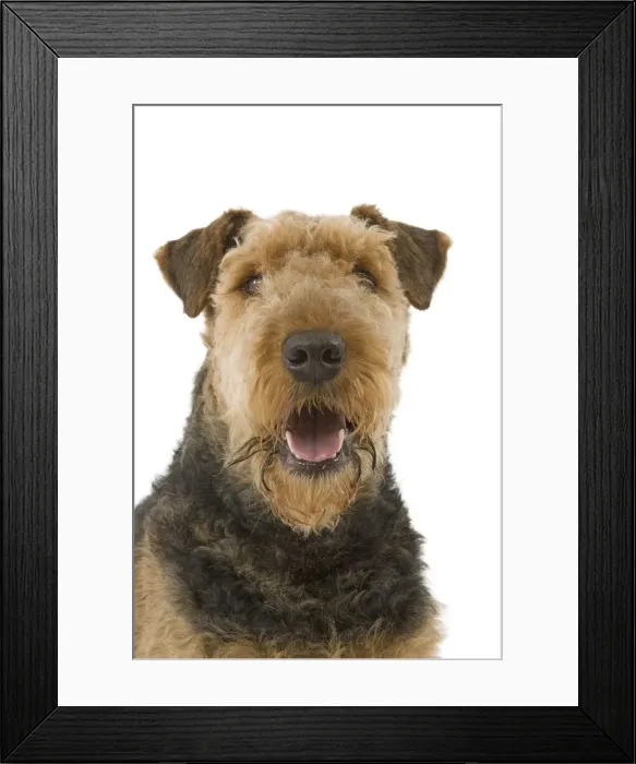 Framed Print : Dog - Airedale Terrier Framed Print : Dog - Airedale Terrier