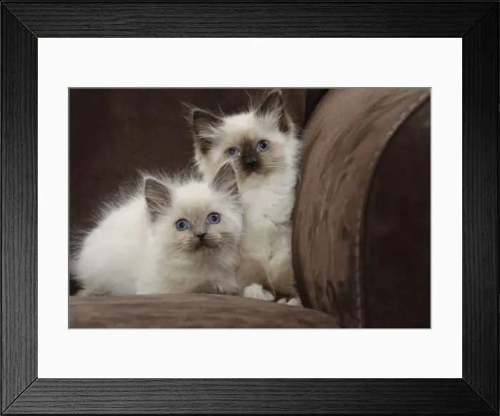 Framed Print : Cat - two Ragdoll kittens Framed Print : Cat - two Ragdoll kittens